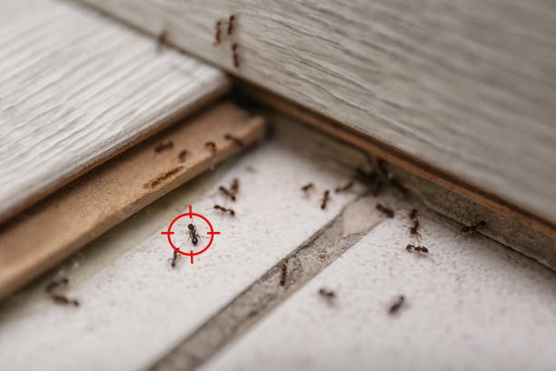 Best Pest Control Near Me in Beaver Creek, TX