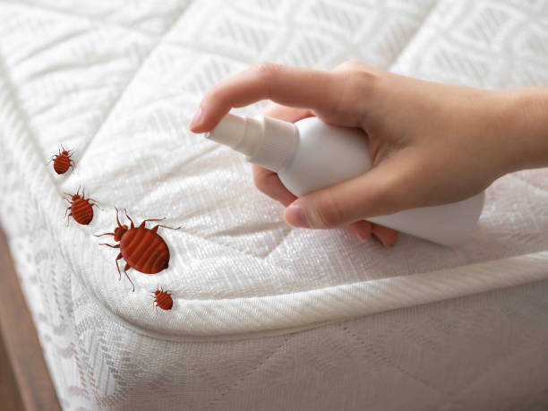Trusted Beaver Creek, TX Pest Control Experts