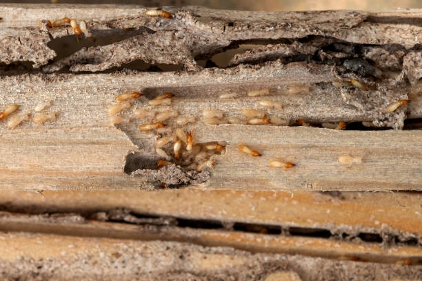 Best Wasp Removal Services  in Beaver Creek, TX
